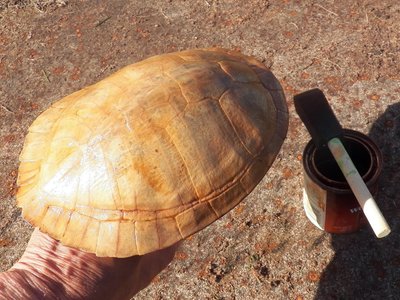 Turtle shell front stain light.JPG